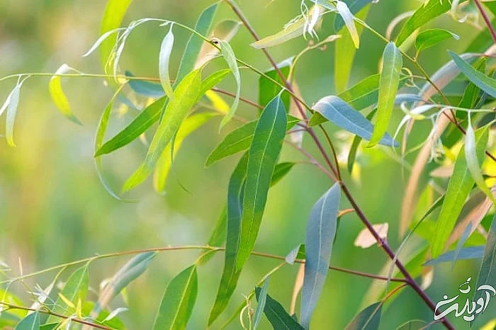 برگ اکالیپتوس